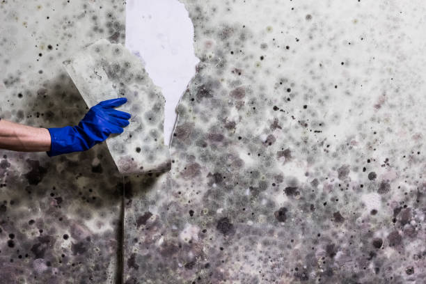 Best Home Mold Removal  in Taylor, AL