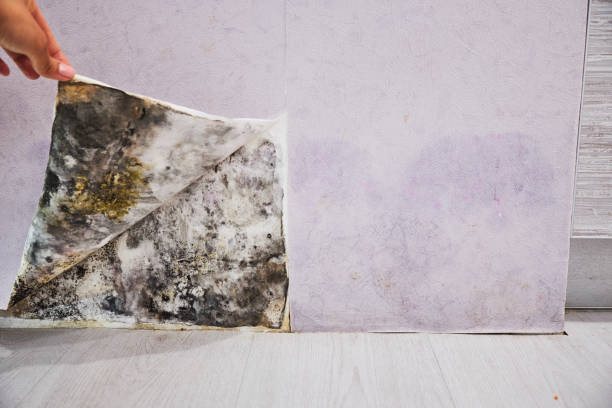 Best Attic Mold Removal  in Taylor, AL